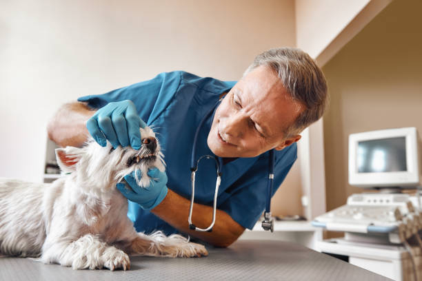Best Pediatric Emergency Dentist in Sewalls Point, FL